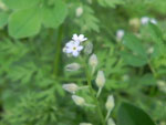 Small-Flowered Forget-Me-Not (Myosotis stricta), flower