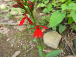 Cardinal Flower (Lobelia cardinalis), flower