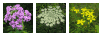 wildflower type 3