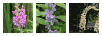 wildflower type 2