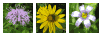 wildflower type 1