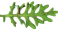 lobed wildflower leaf
