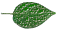 smooth wildflower leaf