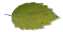 toothed wildflower leaf