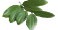 divided wildflower leaf