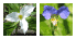 wildflower with 2-3 petals