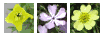 wildflowers with 4 petals