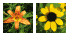 wildflowers with 6 petals