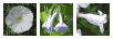 tubular wildflowers