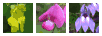 irregular wildflowers