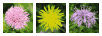 dandelion-like flowers