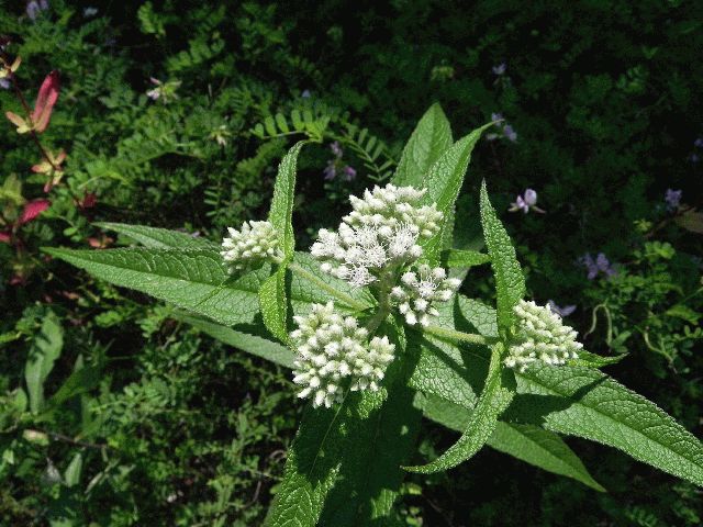 Wildflower of the Week: Boneset