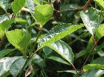 Button Bush (Cephalanthus occidentalis), leaf