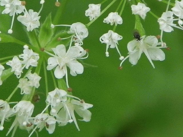 Sweet Cicely (Osmorhiza clayton)