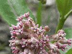 Common Milkweed (Asclepias syriaca), flower