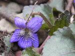 Southern Wood Violet (Viola hirsutula), flower