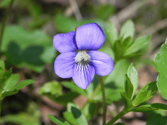 Common Blue Violet (Viola papilionacea)