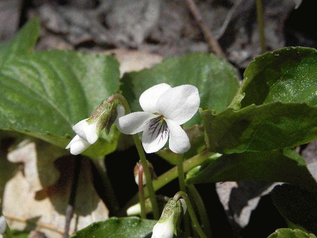 Kidney-Leaved Violet (Viola renifolia)