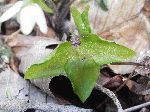 Sharp-Lobed Hepatica (Anemone acutiloba), leaf