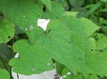 Wild Potato Vine (Ipomoea pandurata), leaf