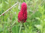 Crimson Clover (Trifolium incarnatum), flower