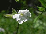 White Campion (Silene latifolia), flower