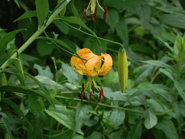 Yellow Turk's-Cap Lily (Lilium pyrenaicum)