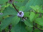 Wild Mint (Mentha arvensis), flower