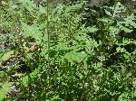 Common Ragweed (Ambrosia artemissiifolia), leaf