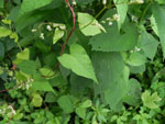 Climbing False Buckwheat (Polygonum scandens), leaf
