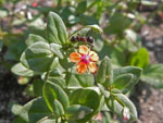 Scarlet Pimpernel (Anagallis arvensis), flower