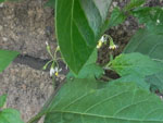 Common Nightshade (Solanum ptychanthum), flower