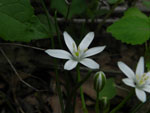 Star of Bethlehem (Ornithogalum umbellatum), flower