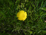 Common Buttercup (Ranunculus acris), flower