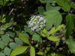 Dwarf Ginseng (Panax trifolius), flower