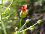 Carpenter's Square (Scrophularia marilandica), flower