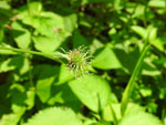 White Avens (Geum canadense), fruit/seed