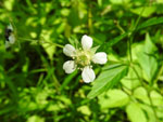 White Avens (Geum canadense), flower