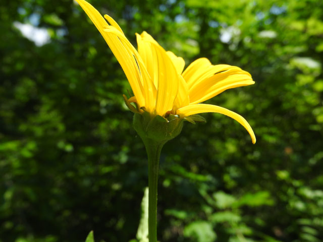 Oxeye (Heliopsis helianthoides)