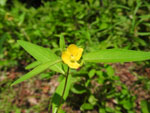 Seedbox (Ludwigia alternifolia), flower
