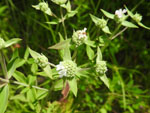 Virginia Mountain Mint (Pycnanthemum virginianum), flower