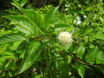 Button Bush (Cephalanthus occidentalis), tech