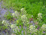 Roadside Pennycress (Thlaspi alliaceum), flower