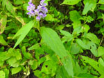Heal-all (Prunella vulgaris), leaf