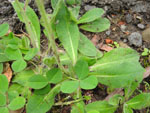 Large Mouse-Ear Hawkweed (Hieracium flagellare), flower
