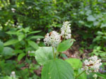 New Jersey Tea (Ceanothus americanus), flower