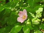Virginia Rose (Rosa virginiana), flower