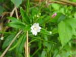 Fringed Willowherb (Epilobium ciliatum), flower