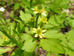 Blisterwort (Ranunculus recurvatus), flower
