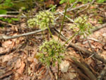Wild Sarsaparilla (Aralia nudicaulis), flower
